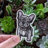 French Bulldog - Sticker